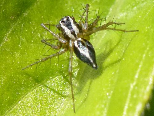 Oxyopes nigripalpis