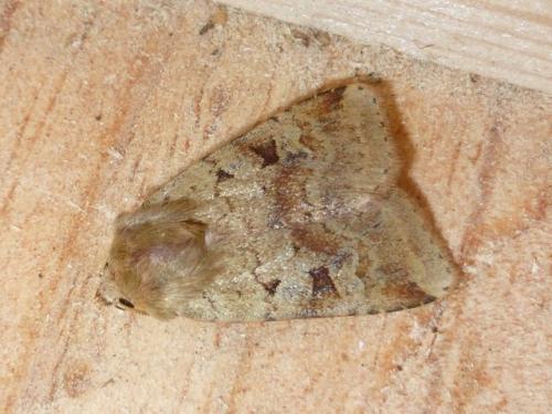 Diarsia mendica