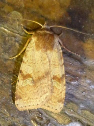 Diarsia mendica
