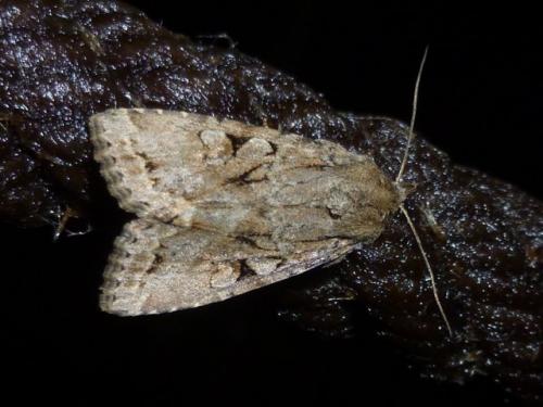 Apterogenum ypsillon