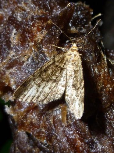 Parectropis similaria