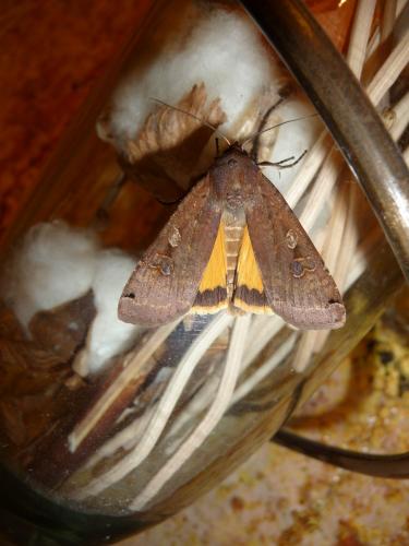 Noctua pronuba
