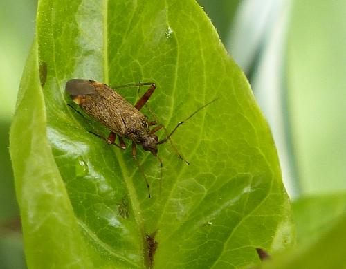 Closterotomus fulvomaculatus