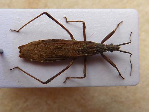 Réf. 121 110 : Pygolampis bidentata