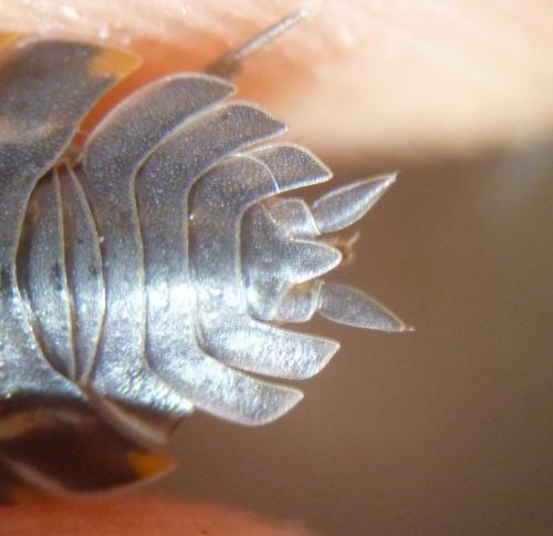 Réf. 121 031 : Trachelipus ratzeburgii