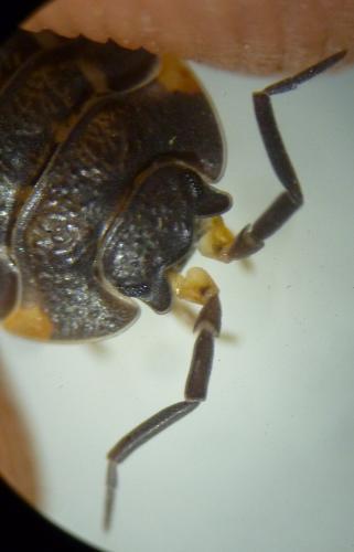 Réf. 121 033 : Trachelipus ratzeburgii