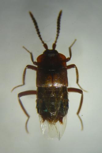 Lomechusa paradoxa