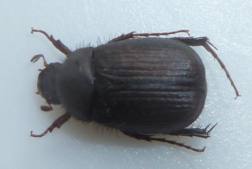Omaloplia ruricola