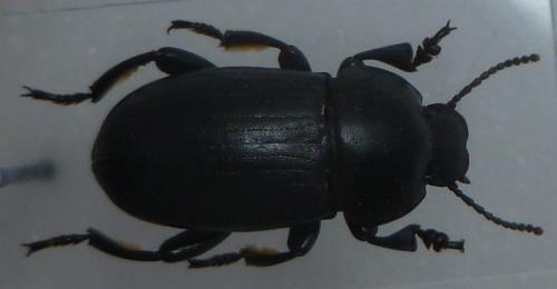 Réf. 121 516 : Phylan sp.
