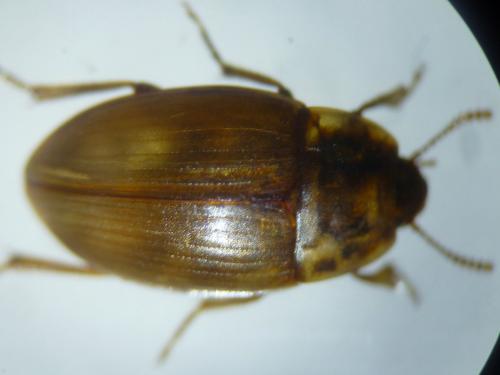 Phaleria sp.