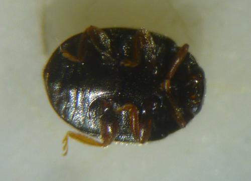 Scymnus rubromaculatus