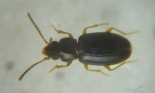 Réf. 121 718 : Tachyura parvula