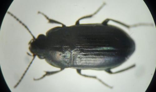 Amara erratica