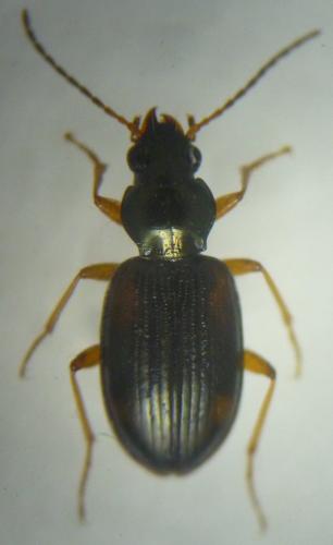 Bembidion tetracolum