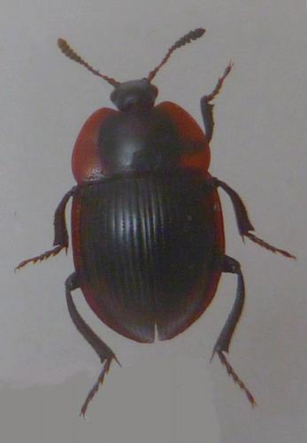 Réf. 121 929 : Necrophilus subterraneus