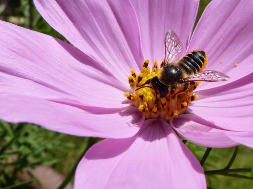 Megachile sp.