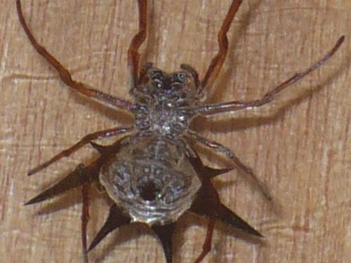 Réf. 121 218 : Gasteracantha sp.