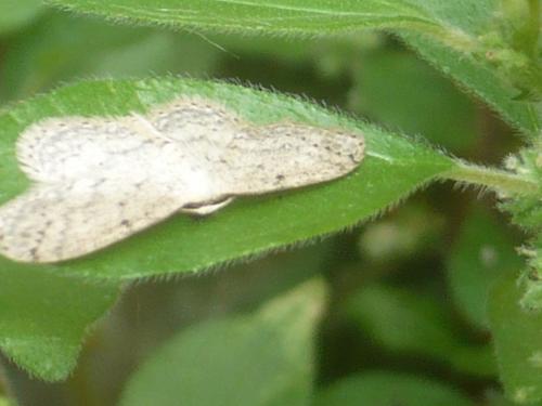 Idaea seriata