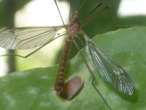 Réf. 121 575 : Tipula helvola