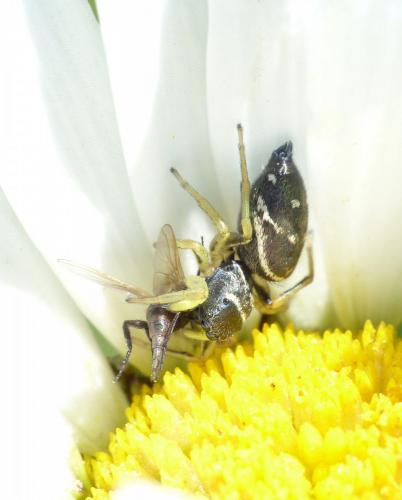 Réf. 121 429 : Heliophanus cupreus