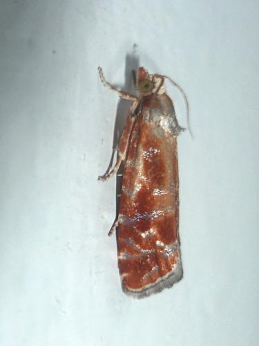 Rhyacionia buoliana
