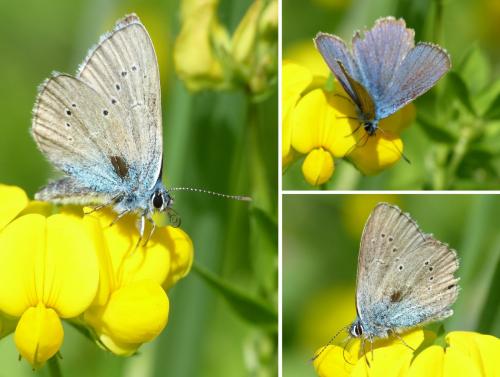 Réf. 121 626 : Cyaniris semiargus