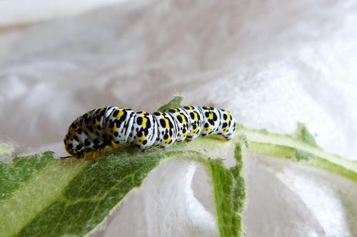 Cucullia verbasci