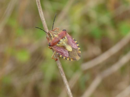 Carpocoris pudicus