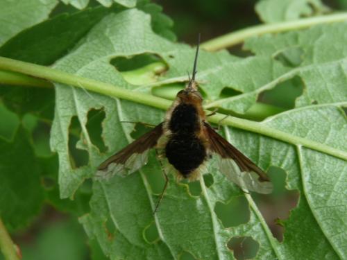 Bombylius major