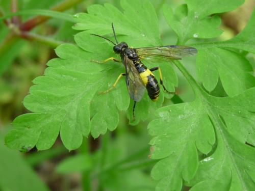 Tenthredo temula