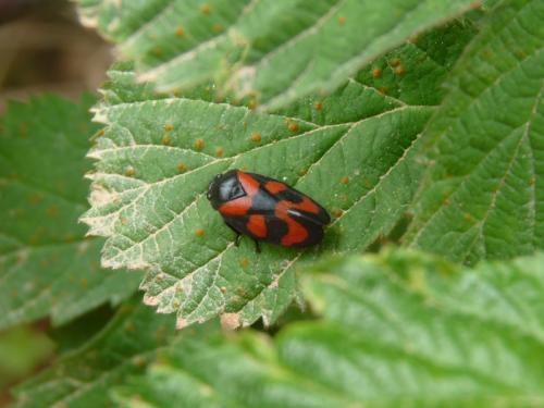 Cercopis vulnerata