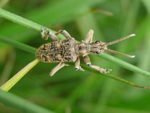 Rhagium sycophanta