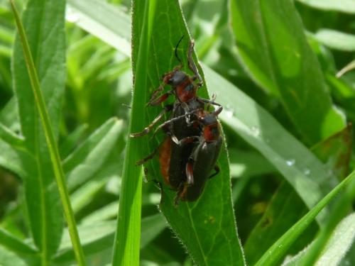 Cantharis rustica
