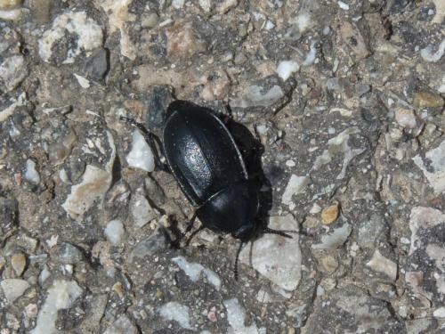 Silpha sp.
