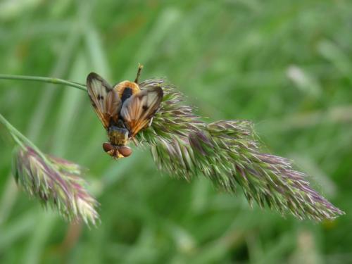 Ectophasia crassipennis