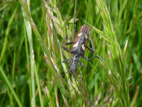 Rhagium bifasciatum