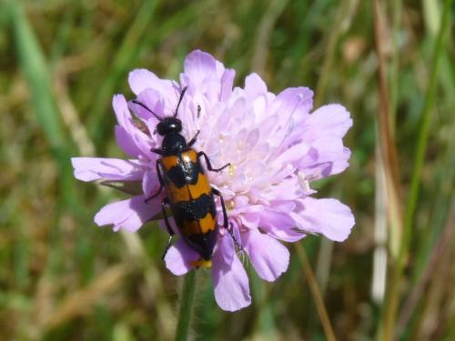 Mylabris variabilis