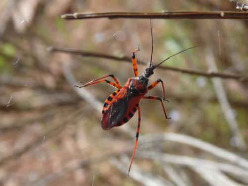 Rhynocoris sp.