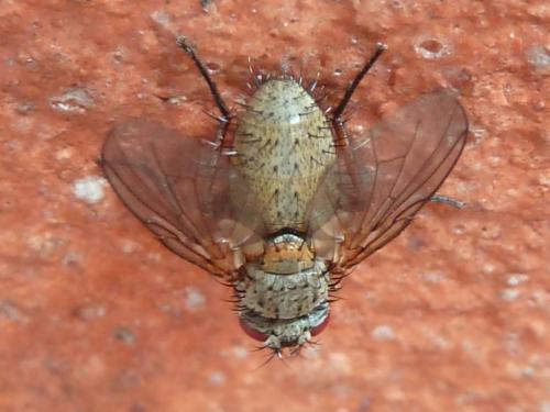 Ocytata pallipes