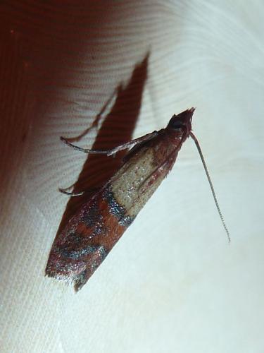 Plodia interpunctella