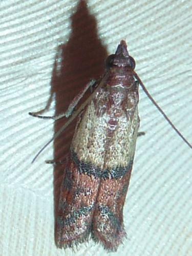Plodia interpunctella
