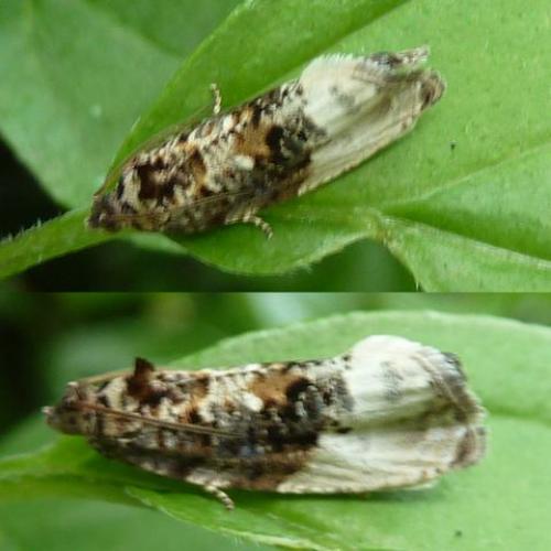 Hedya nubiferana