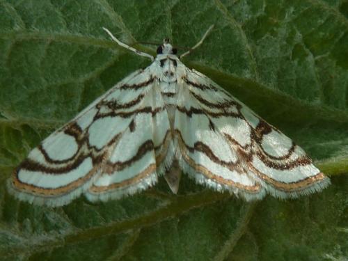 Réf. 121 137 : Nymphula nitidulata