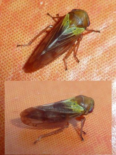 Réf. 121 848 : Oncopsis sp.