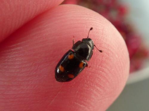 Glischrochilus sp.