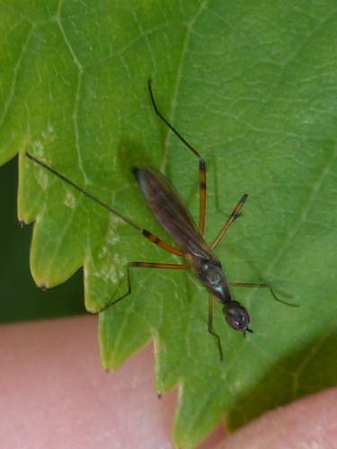 Réf. 121 419 : Micropeza corrigiolata