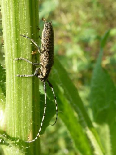 Réf. 121 847 : Agapanthia villosoviridescens