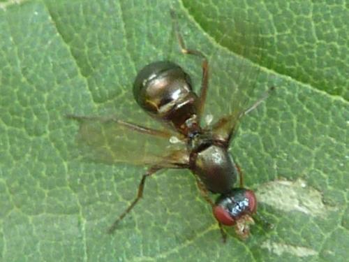 Nemopoda nitidula