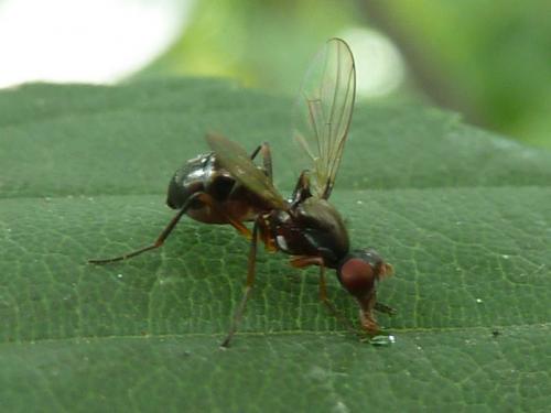 Nemopoda nitidula