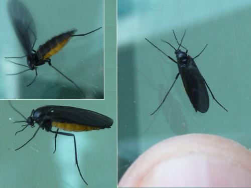 Sciara sp.